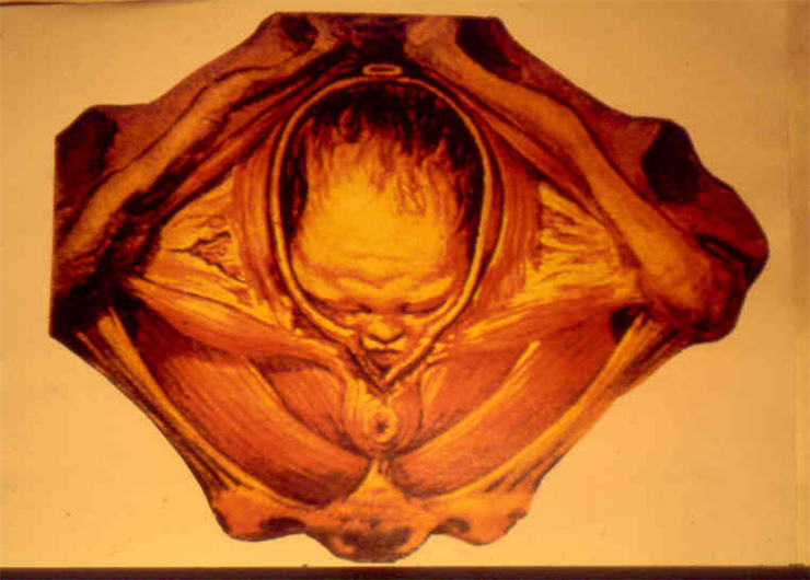 1564040581205739.png 產(chǎn)后盆底康復治療