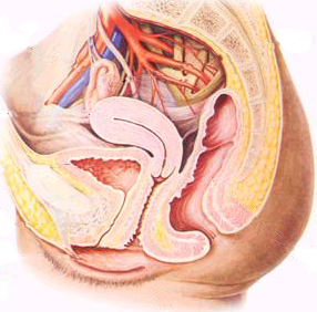 1566357997276269.png 產(chǎn)后盆底康復