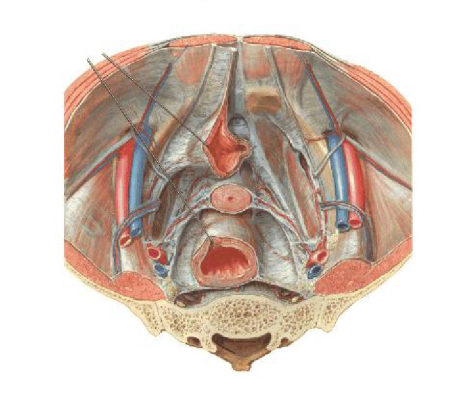 1566366961957836.png 產(chǎn)后盆底肌修復
