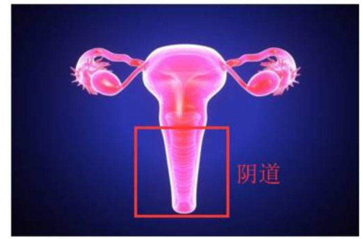 1567481084445309.png 盆底康復治療