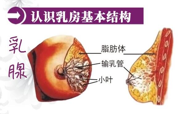 1574409170734995.jpg 產(chǎn)后康復治療.jpg