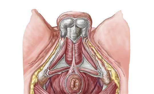 1574995563762763.jpg 產(chǎn)后盆底肌修復