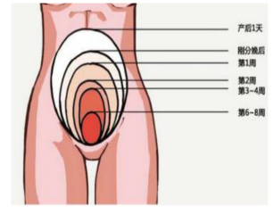 1605062934639283.png 產(chǎn)后修復